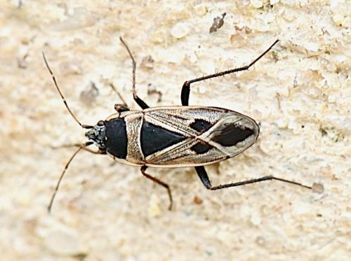 Réf. 353 840 : Xanthochilus sp.